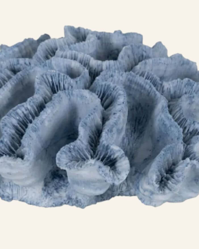 Blue Coral