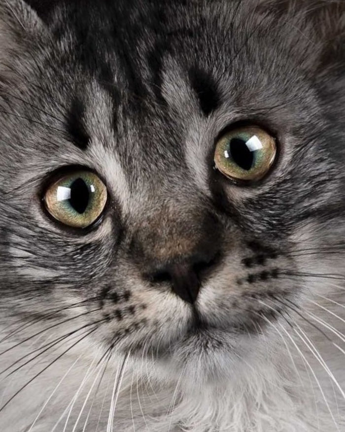 Cat Cushion Black Background