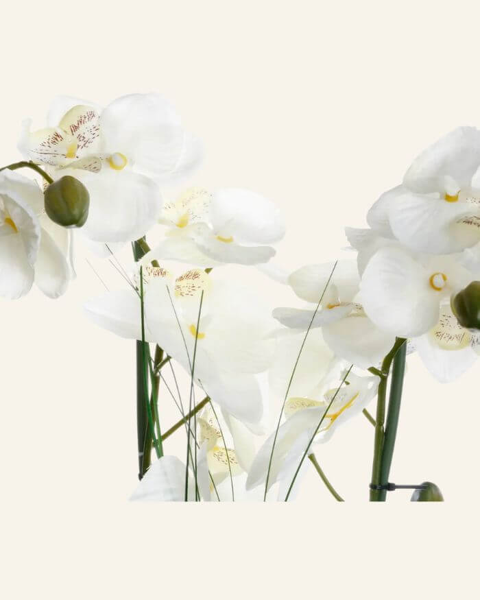 White Orchid in Ceramic Vase