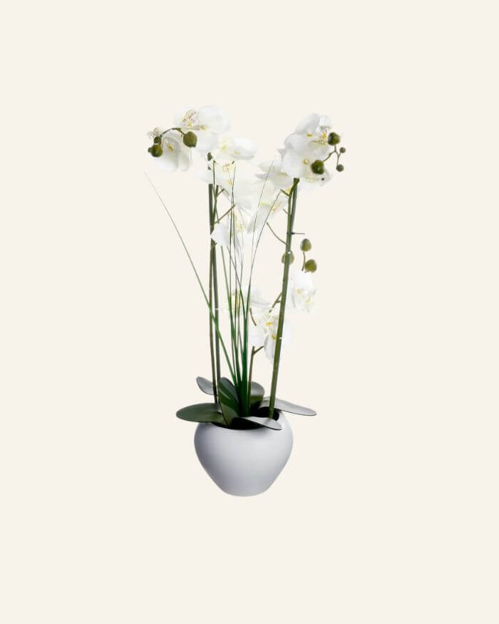 White Orchid in Ceramic Vase