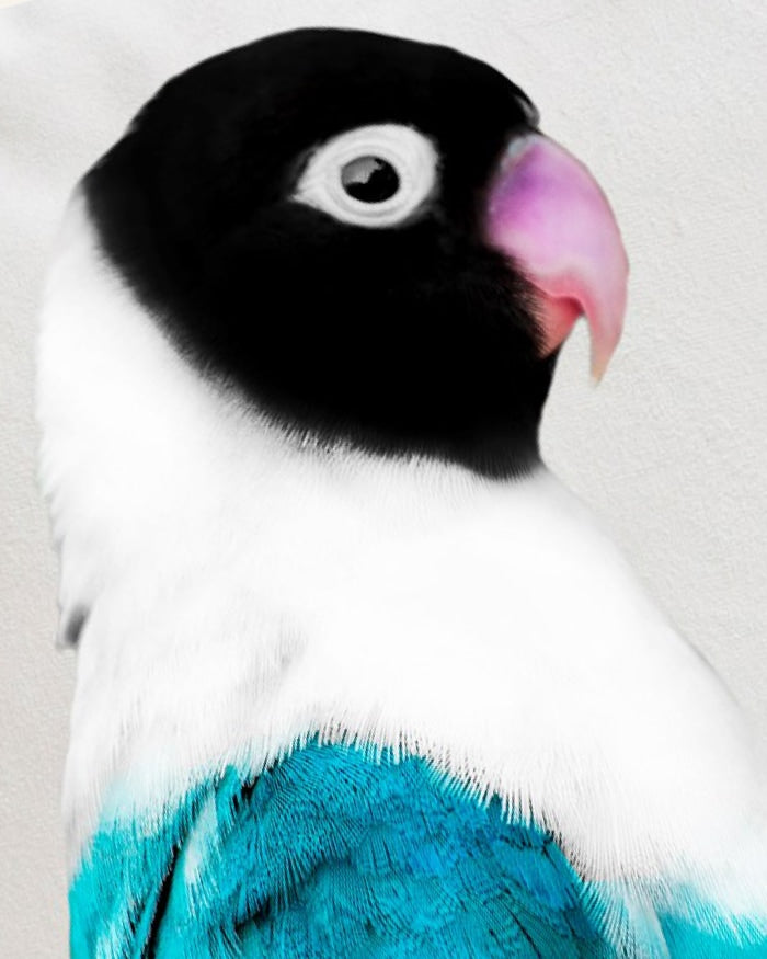 Parakeet Bird Cushion