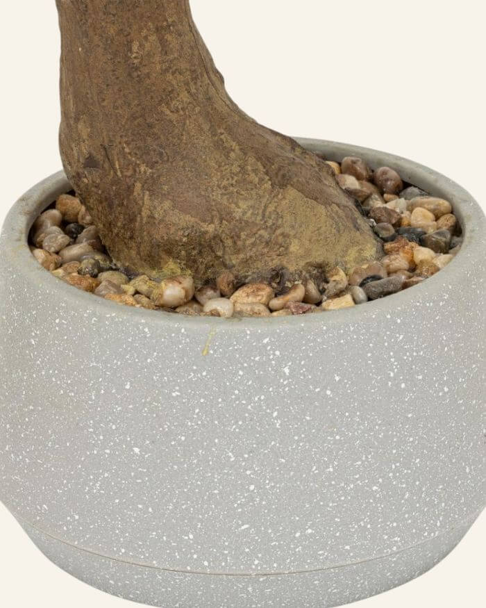 Bonsai Tree Ceramic White Pot