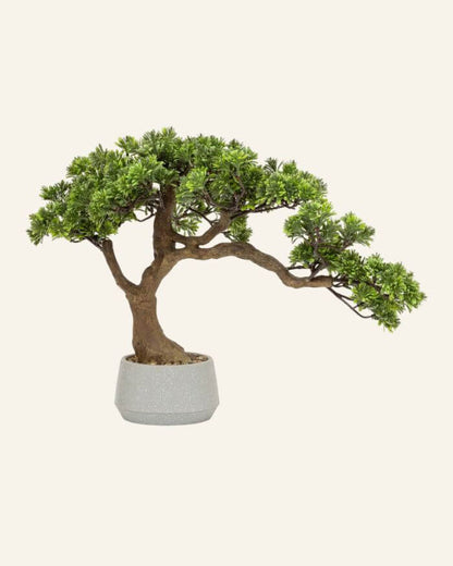 Bonsai Tree Ceramic White Pot