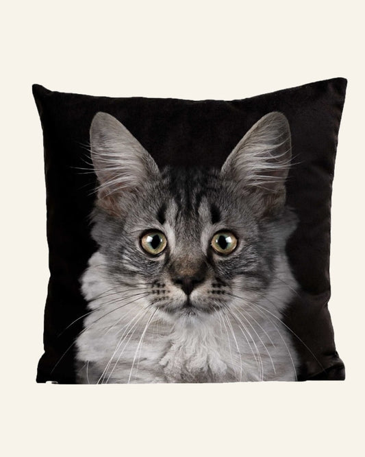 Cat Cushion Black Background