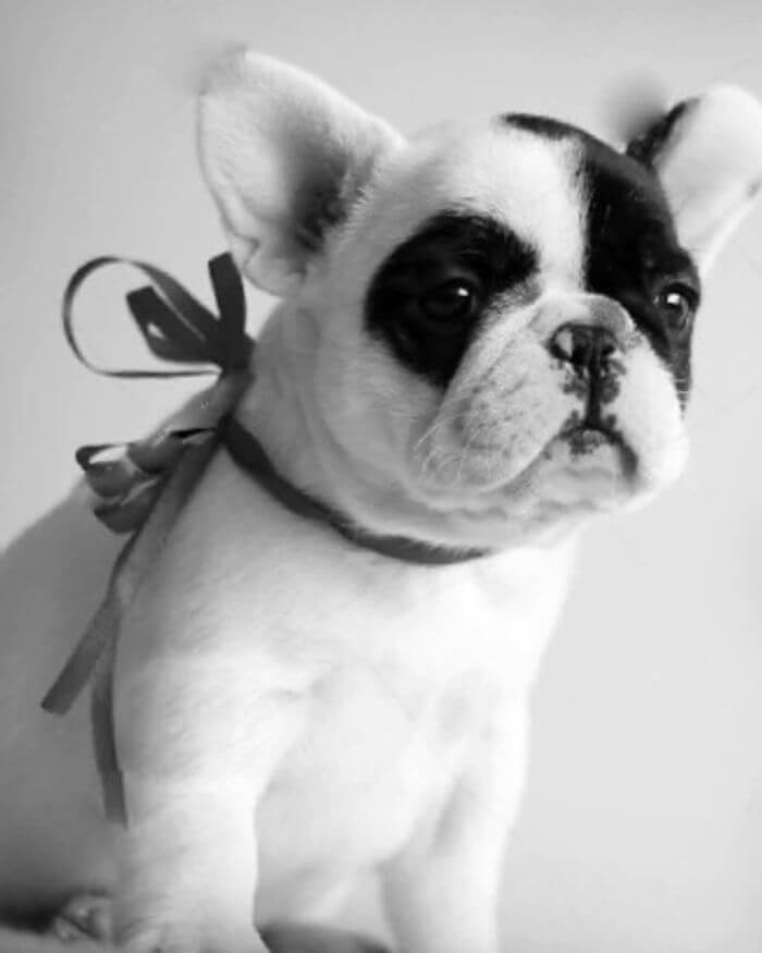 Frenchie Cushion Grey Background