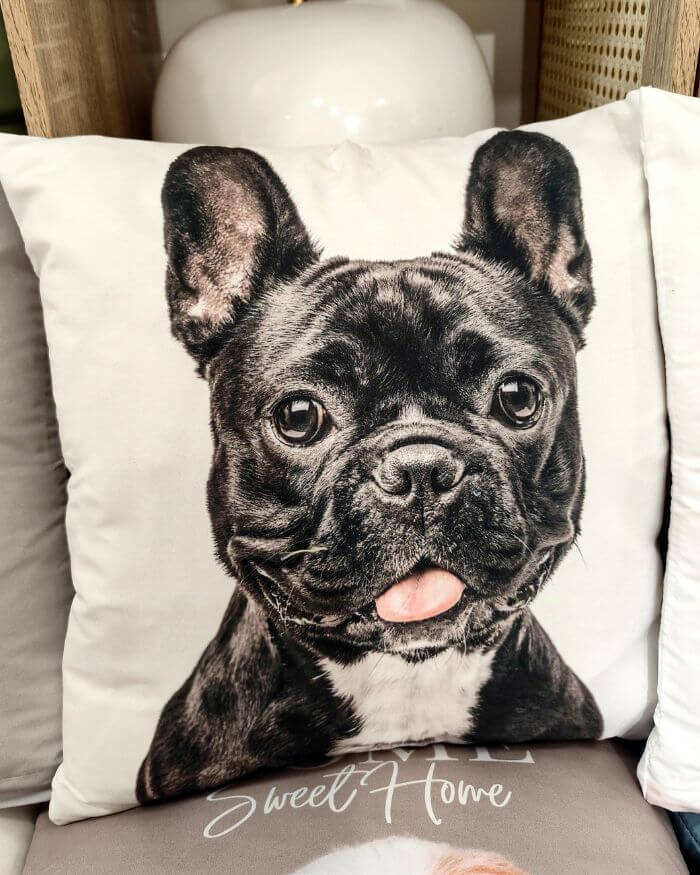 Frenchie Cushion White Background