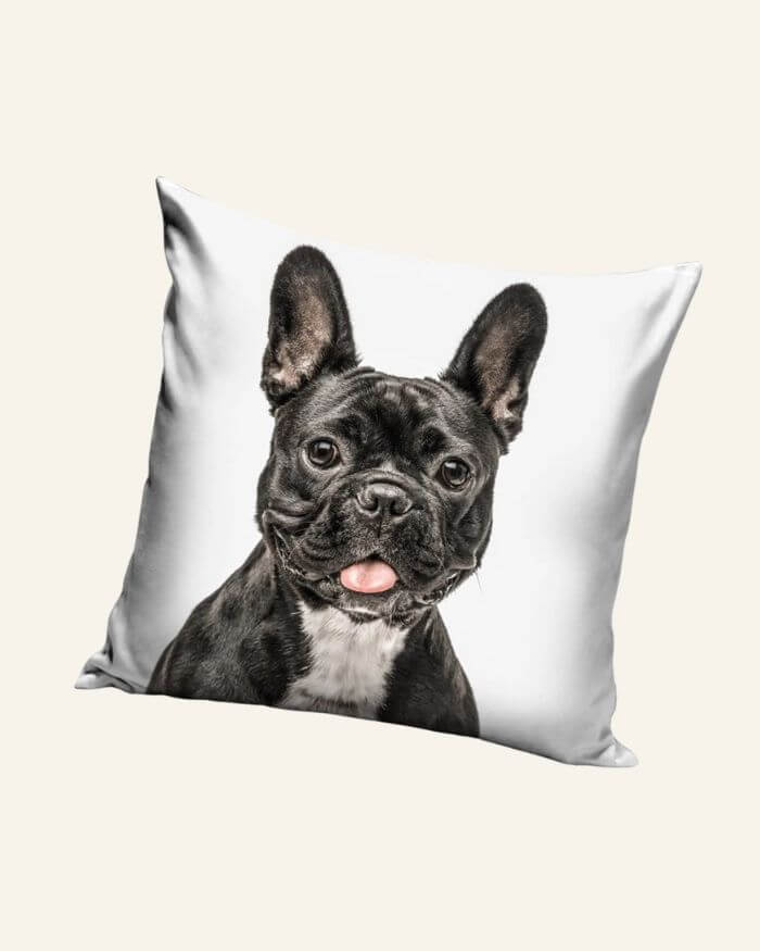 Frenchie Cushion White Background