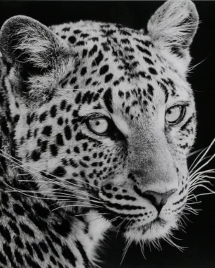 Leopard Wall Decor in Black And White