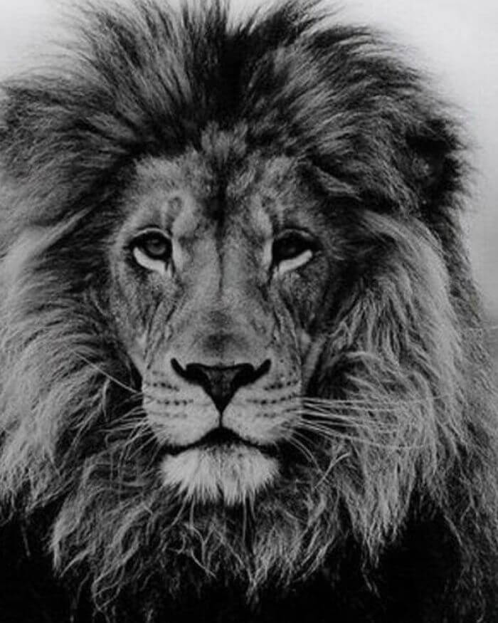 Lion Wall Decor in Black And White