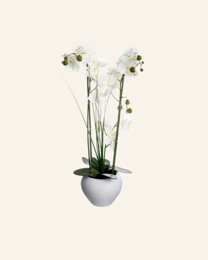White Orchid in Ceramic Vase
