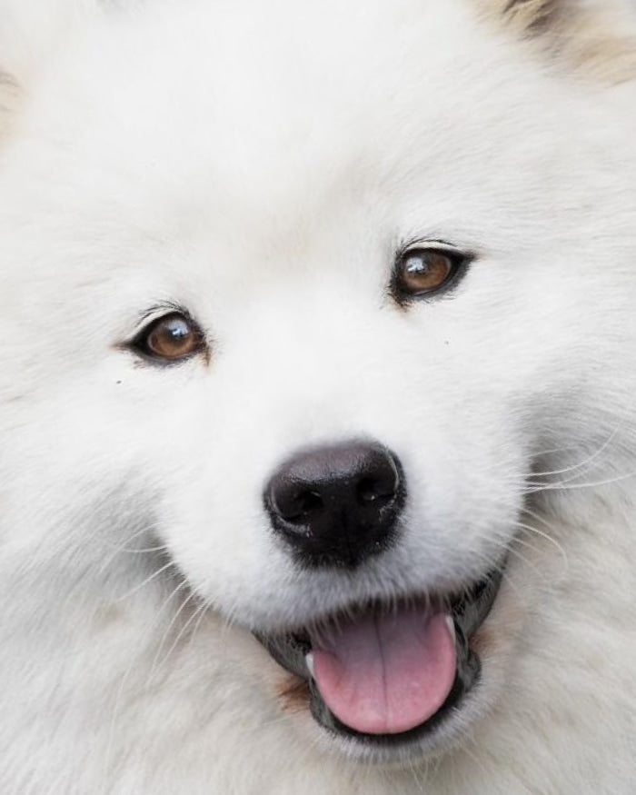 Samoyed Cushion