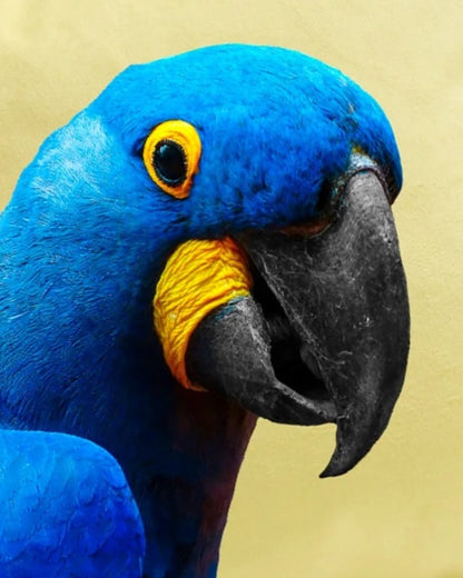 The Parrot Cushion