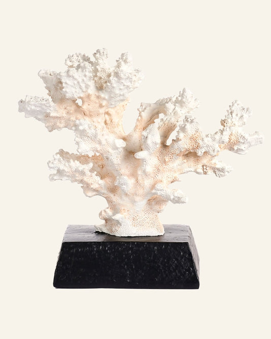 White Coral on a Black Base