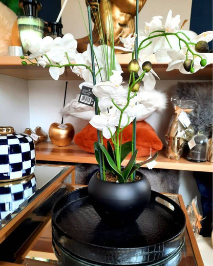 White Orchid in Black Ceramic Pot