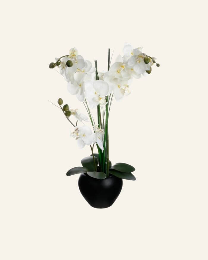 White Orchid in Black Ceramic Pot