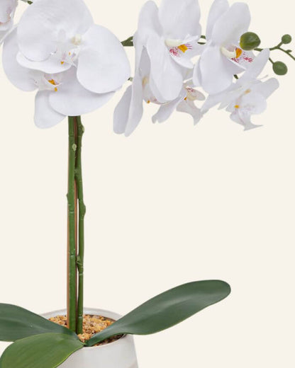 White Orchid in Ceramic Pot