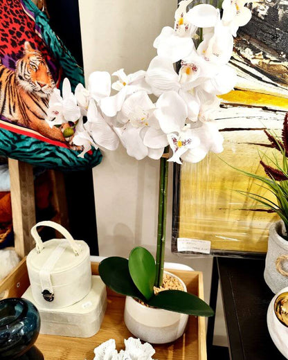 White Orchid in Ceramic Pot