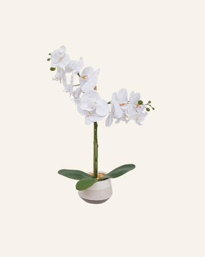 White Orchid in Ceramic Pot